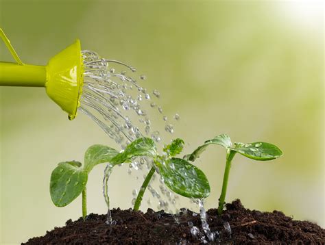 水澆太多怎麼辦|葉子變黃快澆水？澆水過多的徵兆與解決辦法 